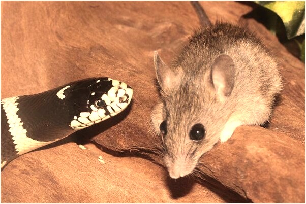 夢到幫別人藏屍有什麼意思嗎_周公解夢官網