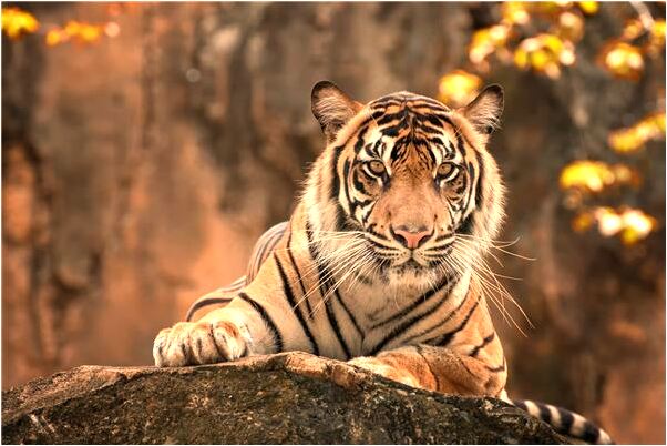 夢見撿錢結果是冥幣有何寓意_周公解夢官網