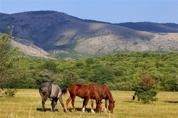 屬馬的小人是什麼屬相_十二生肖