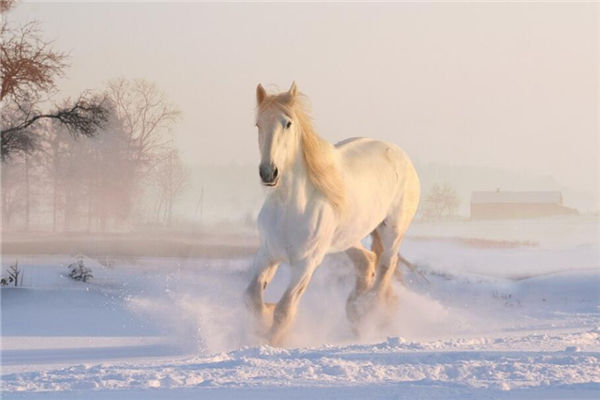 夢見馬死了是什麼意思_周公解夢