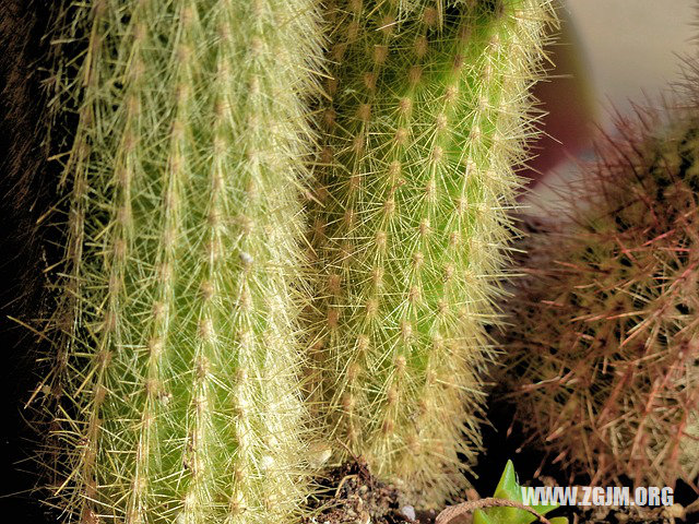 夢見親人過世_周公解夢夢到親人過世是什麼意思_做夢夢見親人過世好不好_周公解夢官網