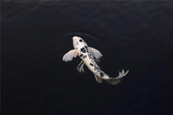 夢見殺魚見血是什麼意思_周公解夢