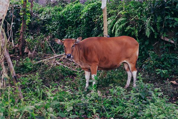 牛年出生的人運勢和運程_十二生肖