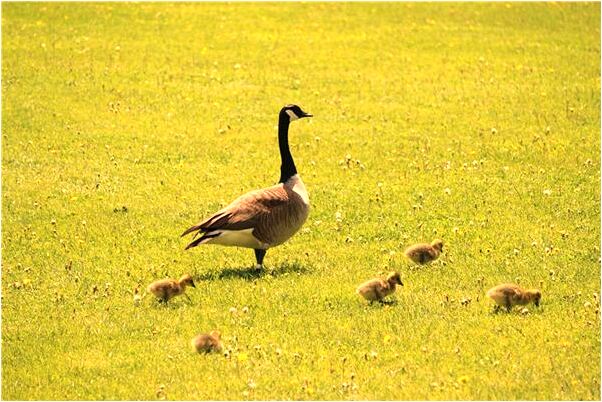 夢到敵機轟炸是什麼預兆？_周公解夢官網