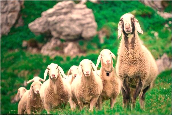 夢到了好多大猩猩追我預兆了什麼嗎_周公解夢官網