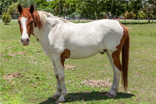 生肖馬適合婚配的生肖有誰_十二生肖