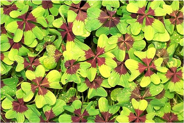 夢到了見到前女友她卻變得很醜有什麼意思_周公解夢官網