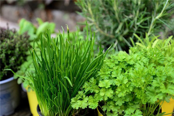 夢見割韭菜是什麼意思_周公解夢