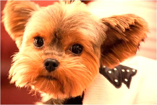 夢見上廁所看見蛇是什麼預兆_周公解夢官網