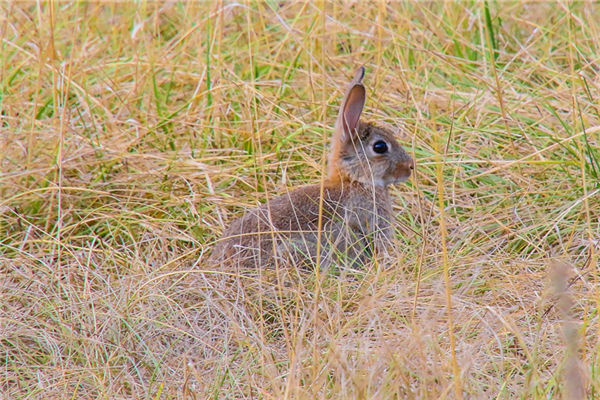生肖兔2021年歲數_十二生肖