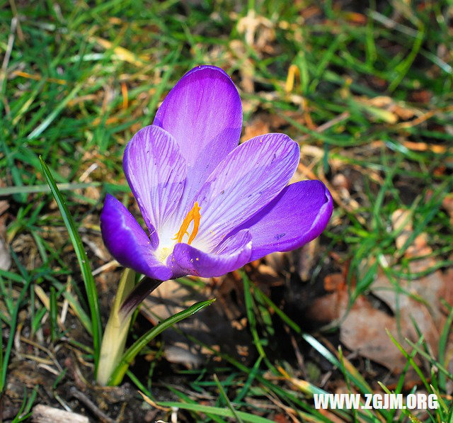 夢見毒蛇咬我_周公解夢夢到毒蛇咬我是什麼意思_做夢夢見毒蛇咬我好不好_周公解夢官網