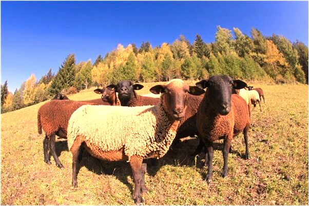 夢到和姨姨睡覺讓姨姨懷孕是什麼預兆_周公解夢官網