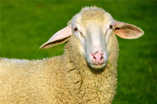 夢見我姑娘騎牡羊是凶兆還是吉兆_周公解夢