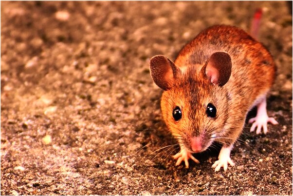 夢見兩隻烏龜一黃一個青會是什麼預兆_周公解夢官網