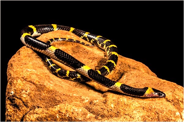 夢到別人給自己挖墓地有什麼意義嗎_周公解夢官網