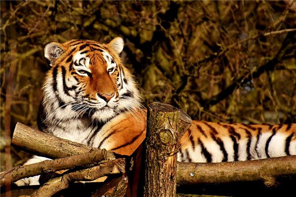 屬虎的牡羊座運氣如何_十二生肖