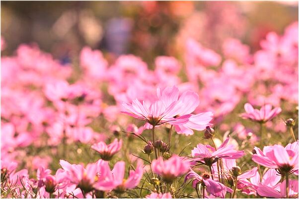 夢到別的女人嘴裡流血有什麼意義嗎_周公解夢官網