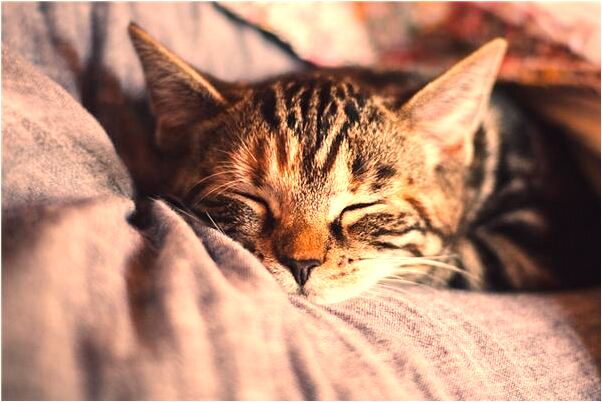 夢到人在天上飛預示什麼_周公解夢官網