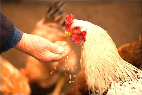 夢見母親有牢獄之災怎么樣_周公解夢官網