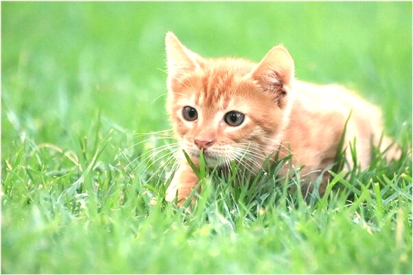 夢到照鏡子自己變醜了意味什麼_周公解夢官網