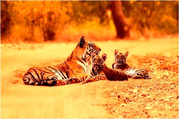 夢見與玩偶對話有什麼意思_周公解夢官網