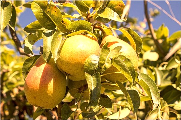 夢到金首飾掉了又揀到了意味著什麼_周公解夢官網