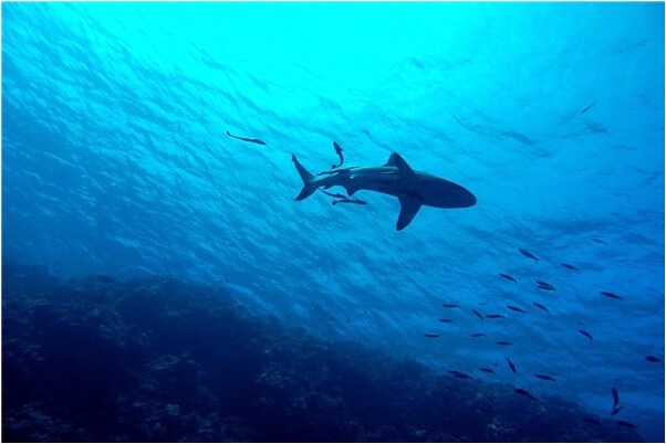 夢到了女人燒衣服啥意思_周公解夢官網