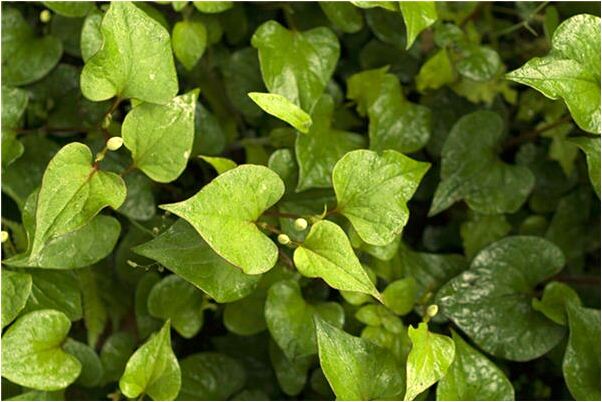 夢到了交了一位男朋友預示著什麼_周公解夢官網