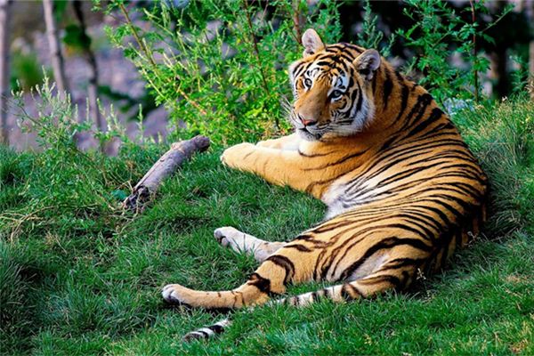 86年屬什麼?_十二生肖