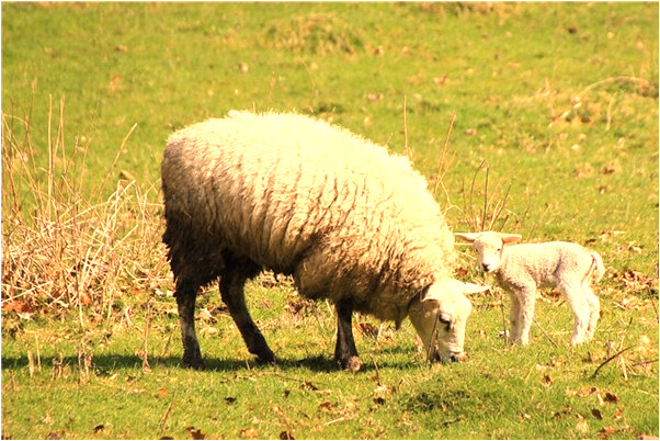 夢到了別人掰白玉米是啥預兆_周公解夢官網