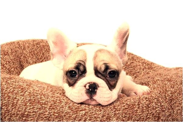 夢到了與明星做了好朋友是什麼啟示_周公解夢官網