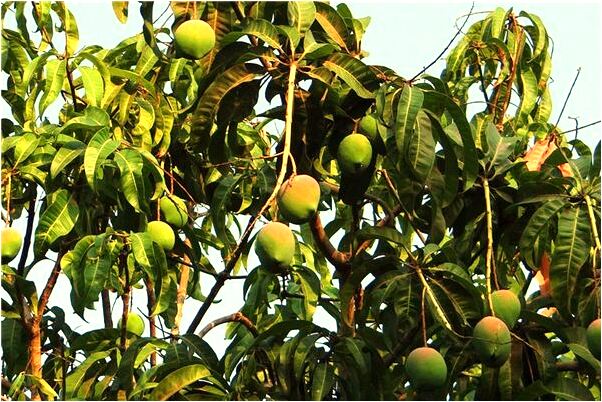 夢到了蛇變成了男寶寶預示著什麼_周公解夢官網