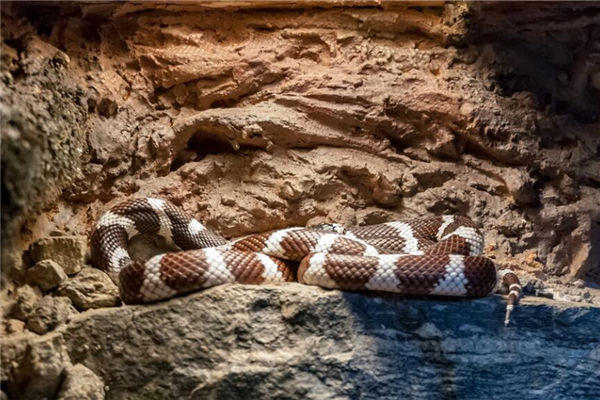 夢見蛇好嗎_周公解夢