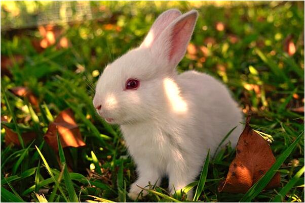 夢到別人用雞血染到我臉上是什麼預兆_周公解夢官網