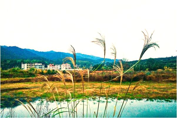 夢見有倆個貓撓我有什麼預示嗎_周公解夢官網