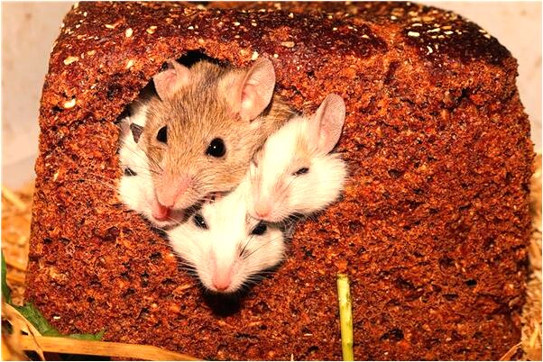 夢到了自己和一男明星裸睡在一起預示著什麼_周公解夢官網