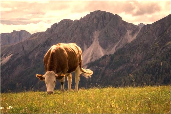夢到和同學開車去派出所救朋友是什麼意思_周公解夢官網