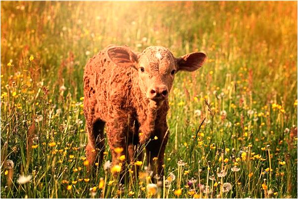 夢到褲子被偷了啥意思_周公解夢官網