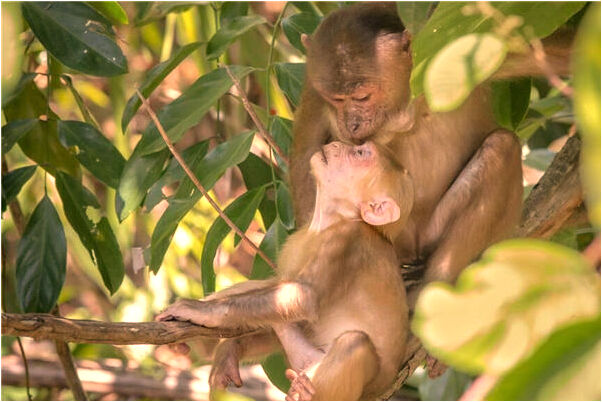 夢到了剪孩子兒朵會是什麼預兆_周公解夢官網