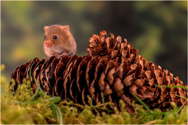 夢到一連看見多起交通事故是什麼意思_周公解夢官網