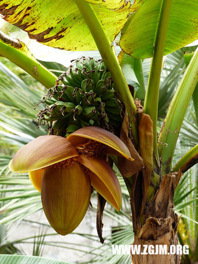 夢見回到國中時代_周公解夢夢到回到國中時代是什麼意思_做夢夢見回到國中時代好不好_周公解夢官網