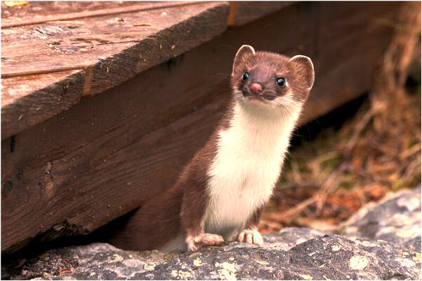 夢到了夢裡聽發財燒錢紙會怎么樣_周公解夢官網