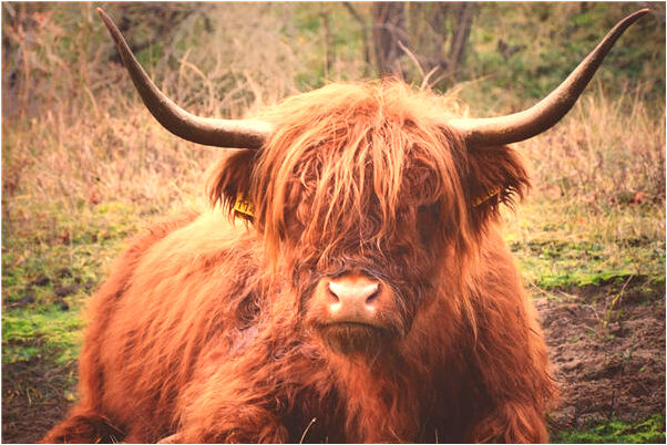 夢到舉著火把驅鬼是凶兆還是吉兆_周公解夢官網