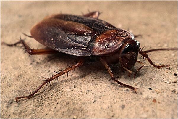 夢到了期待的事成為現實是啥意思_周公解夢官網