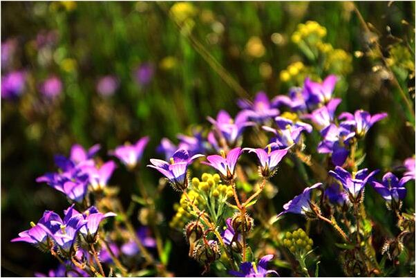 夢見放火又被人撲滅是凶兆還是吉兆_周公解夢官網