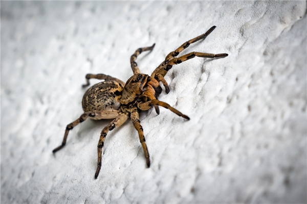 夢到了打死很多蜘蛛怎么樣_周公解夢