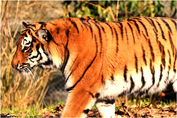 夢到我從腳里幾好多蛆是什麼啟示_周公解夢官網