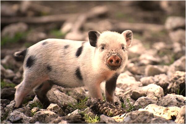 夢見自己腳被蛇咬出血是怎么回事_周公解夢官網