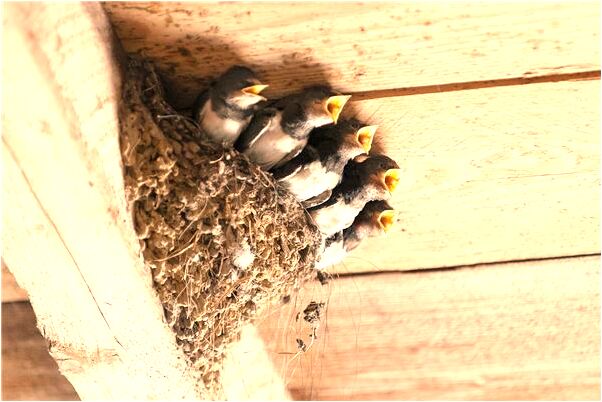 夢見買兩雙鞋代表著什麼？_周公解夢官網