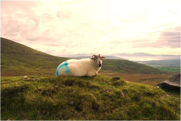 夢到了三次飛機相撞是什麼意思_周公解夢官網